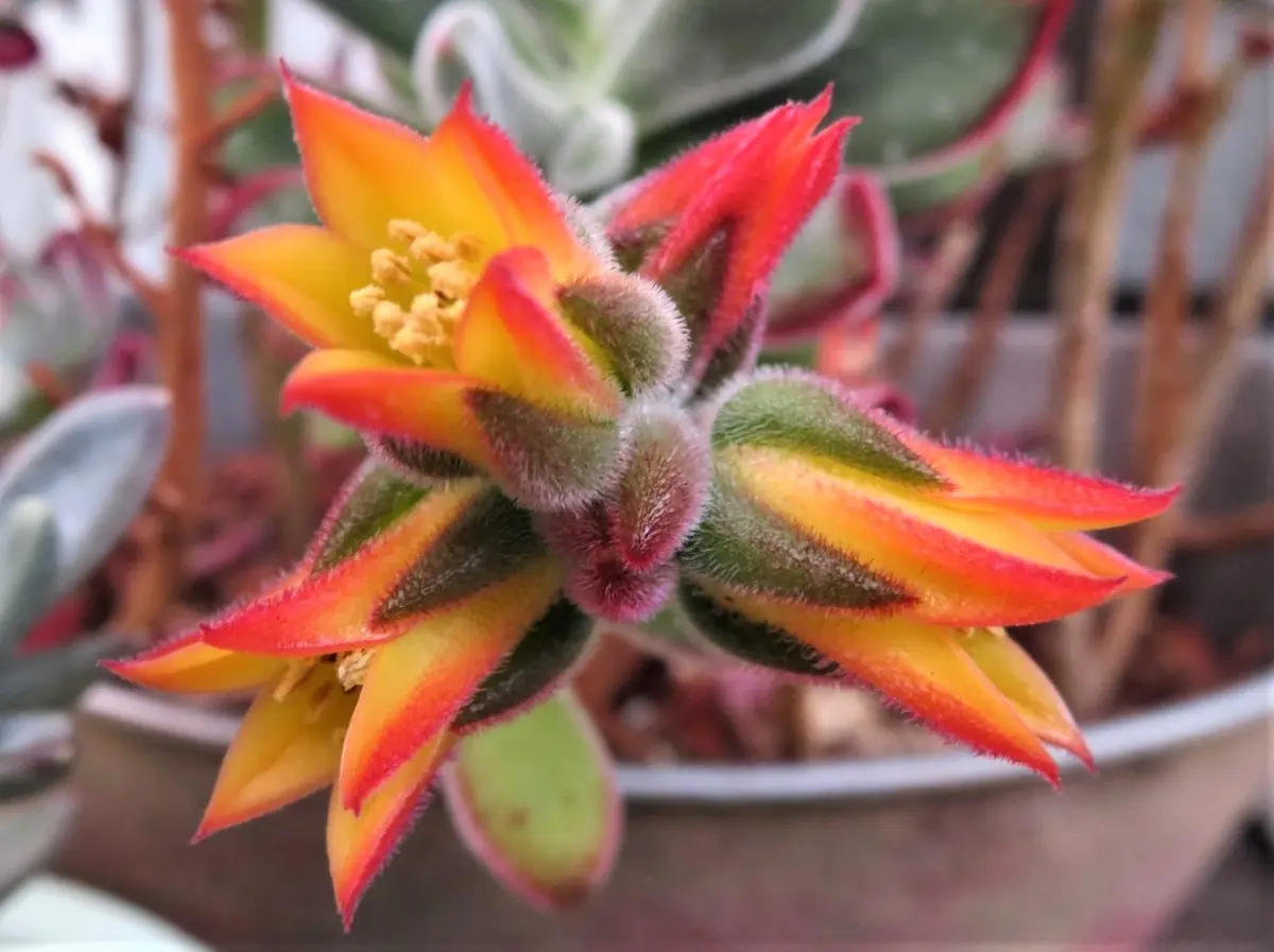 多肉植物 錦晃星（きんこうせい）の花蕾み「🌵No.2我家の多肉