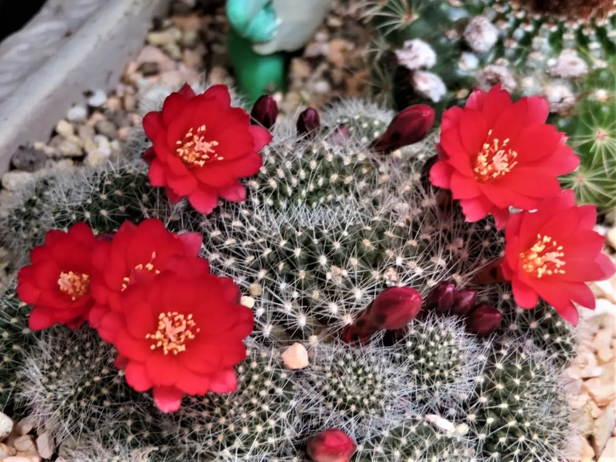 🌻サボテン(レブチア・宝山)の花🔶蕾「🌵No.1我家のサボテンたち