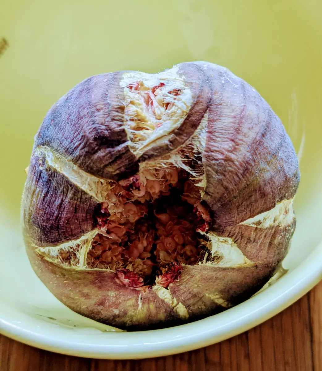イチジクの写真-みんなの趣味の園芸2693623