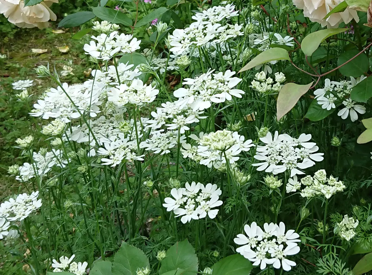 我が家の庭の薔薇と一緒に似合う☘️宿根草と挿し木枝とハーブ 我が家の庭の薔薇と一緒に似合う☘️宿根草と挿し木枝とハーブ