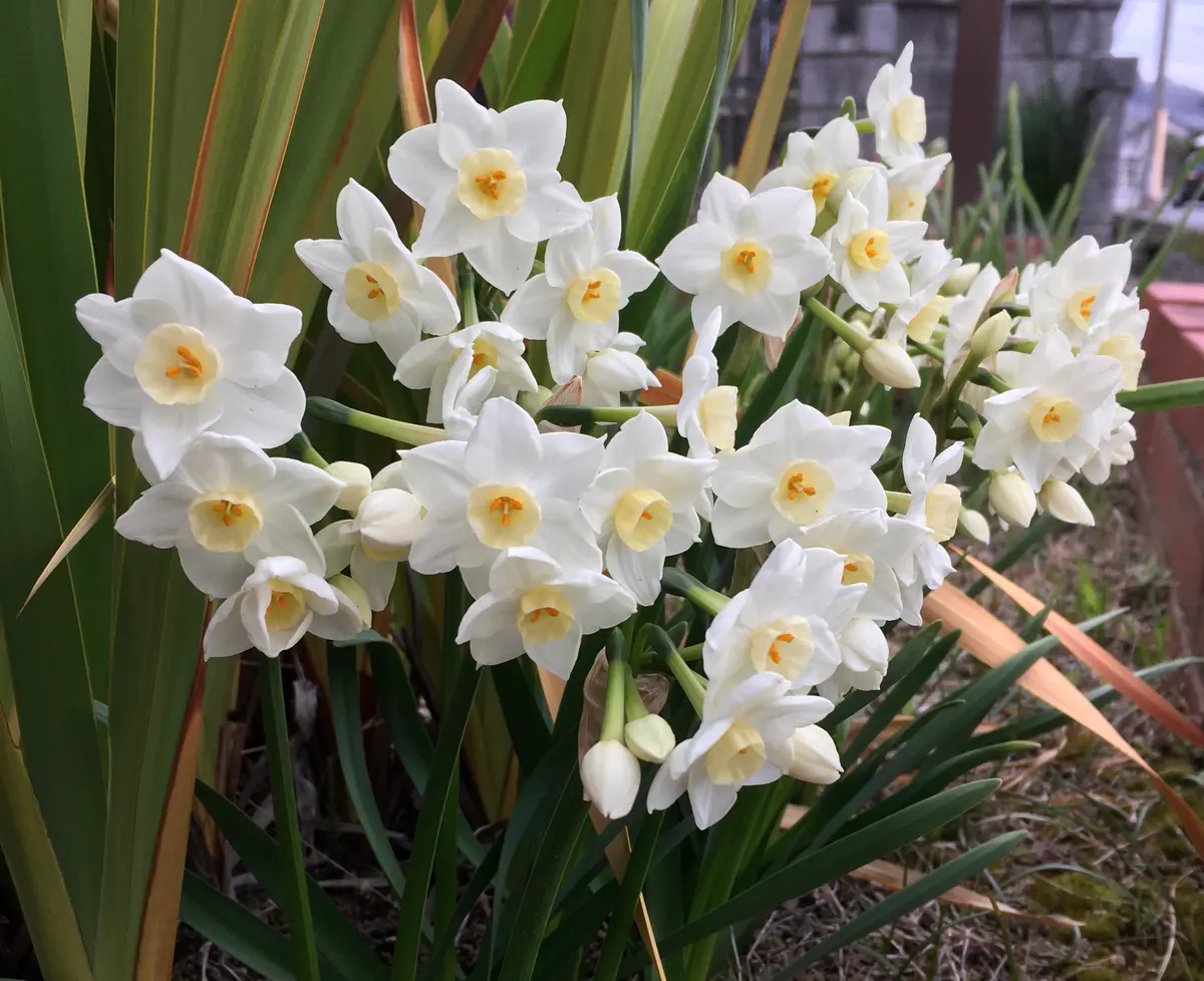 カーポート横の花壇の水仙・ガリル。3「2021年 春の花 （3月