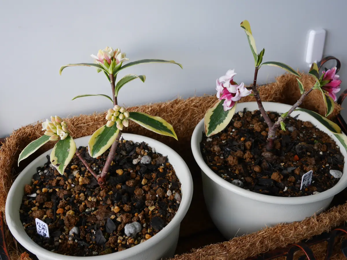 沈丁花 白 斑入り ジンチョウゲ（沈丁花）：白花4号ポット の通販