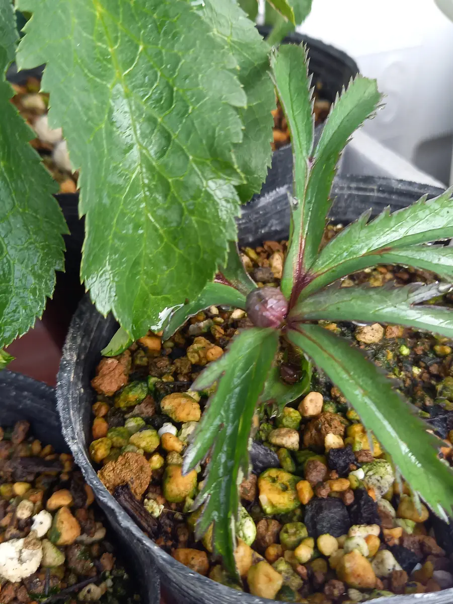 2025/12/25蕾がはっきりしました⁉️「クリスマスローズ 小輪」の