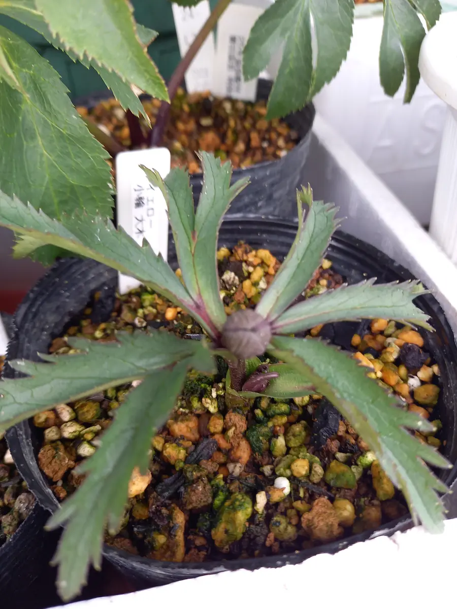 2026/1/5年明け 蕾が大きくなってきま「クリスマスローズ 小輪」の