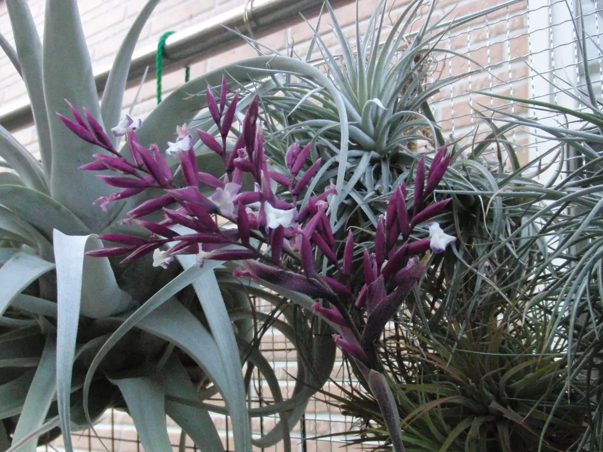 2024.5.22 ｽﾄﾗﾐﾈｱﾃﾞｨｰﾌﾟﾊﾟｰﾌﾟﾙ「チランジアの花」のアルバム-みんなの