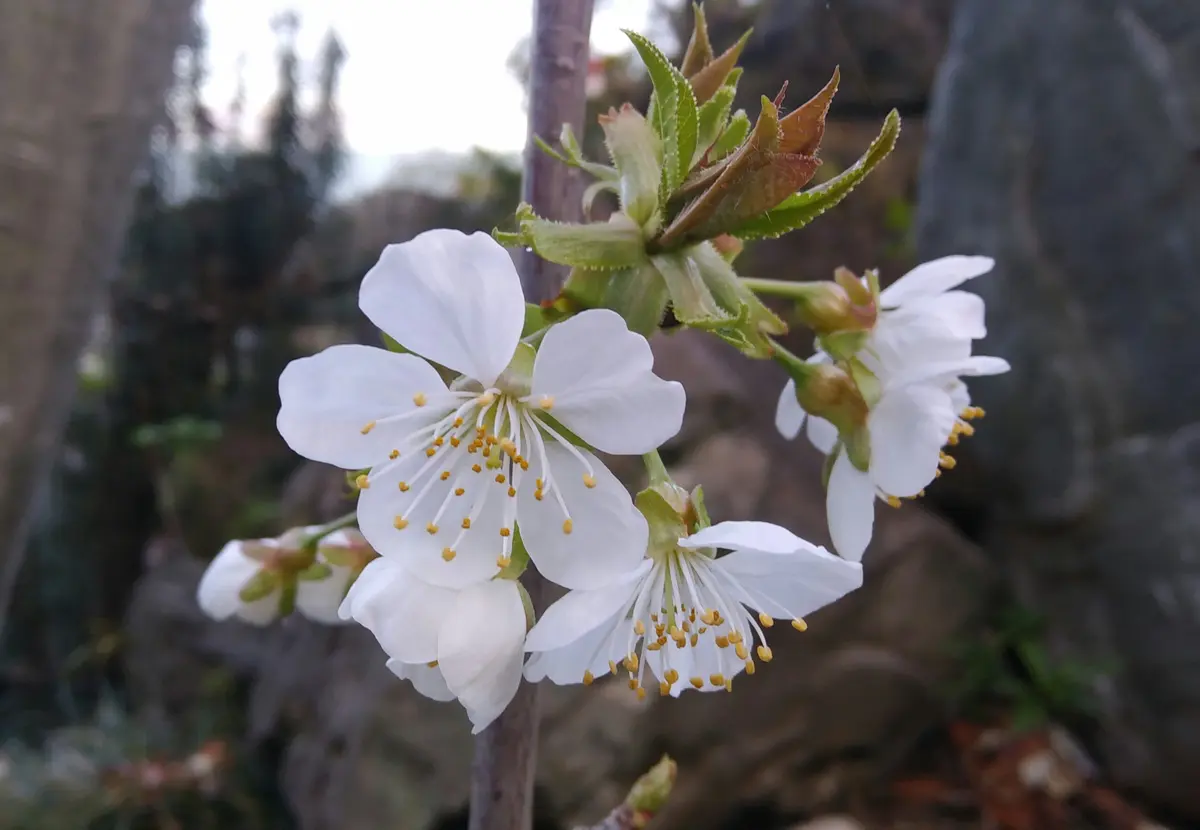 サクランボ さくらんぼの花 無料画像 桜の花とサクランボ - さくらんぼ 