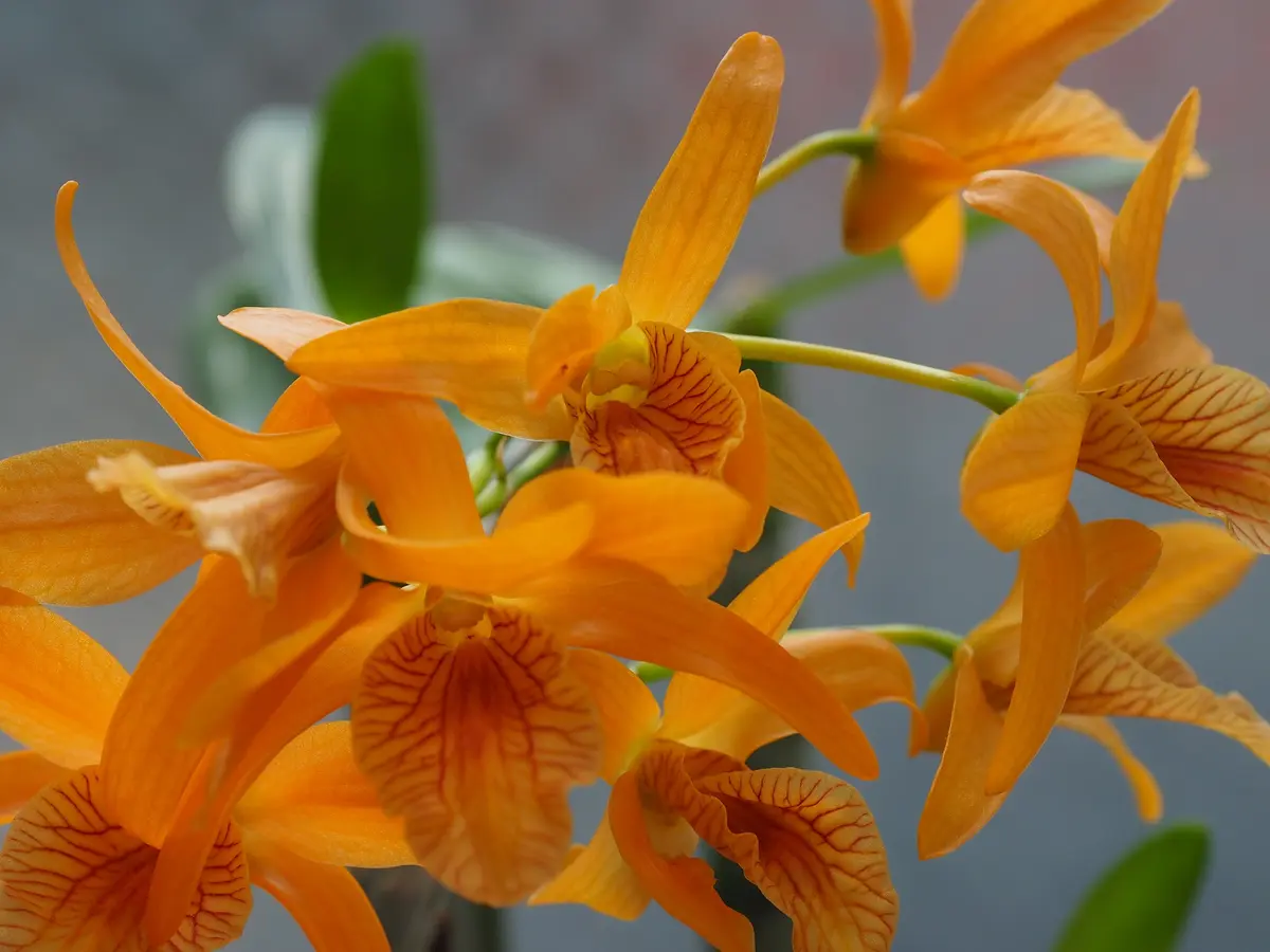 ミニデンドロビウム オレンジ色の花が「デンドロビウム」のアルバム