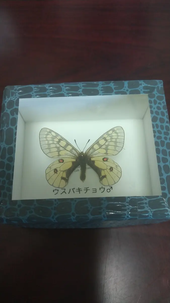 ウスバキチョウロシア産日本では大雪「植物以外何でもあり」の