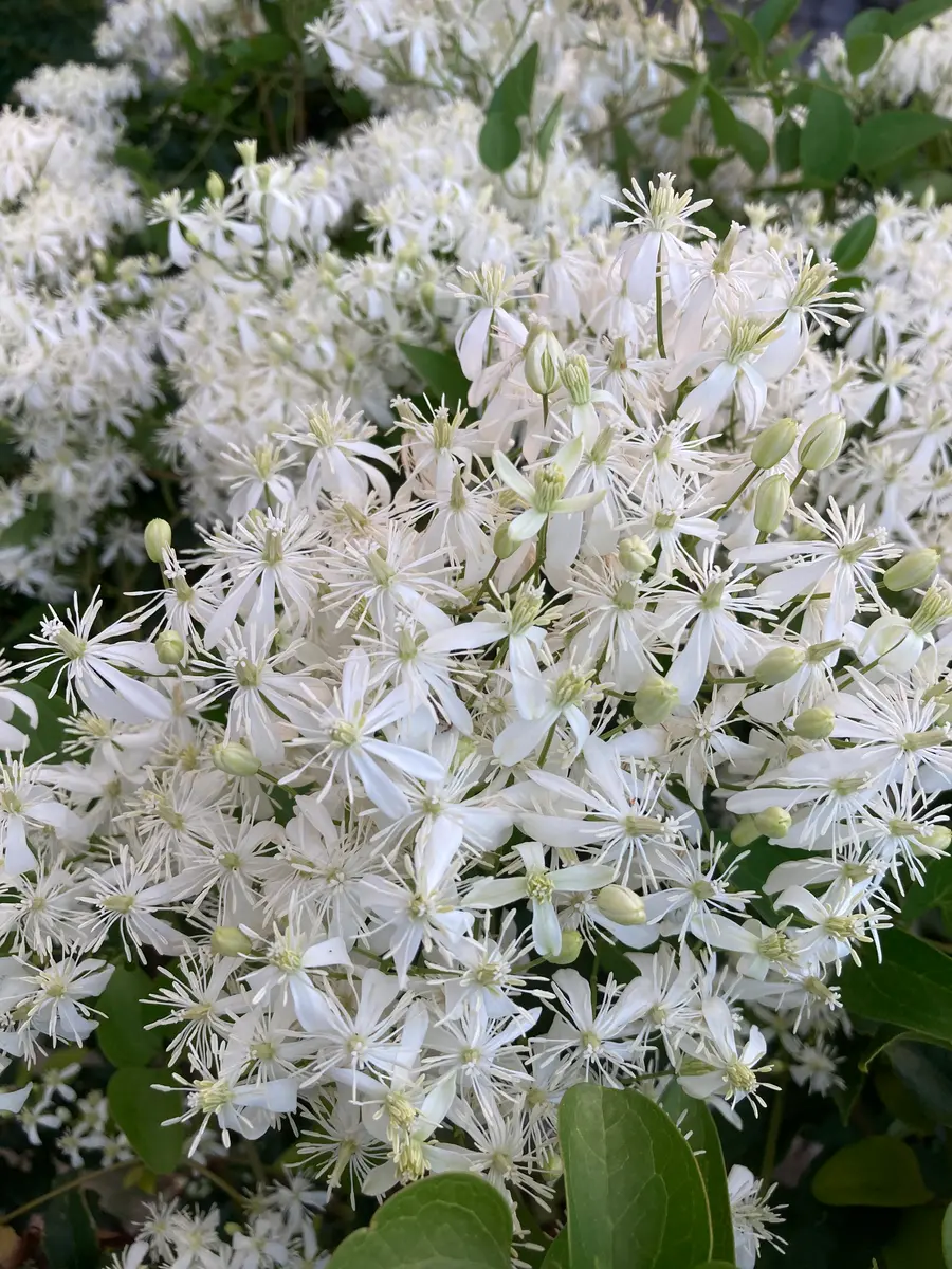 センニンソウ「庭の草花」のアルバム-みんなの趣味の園芸2295426