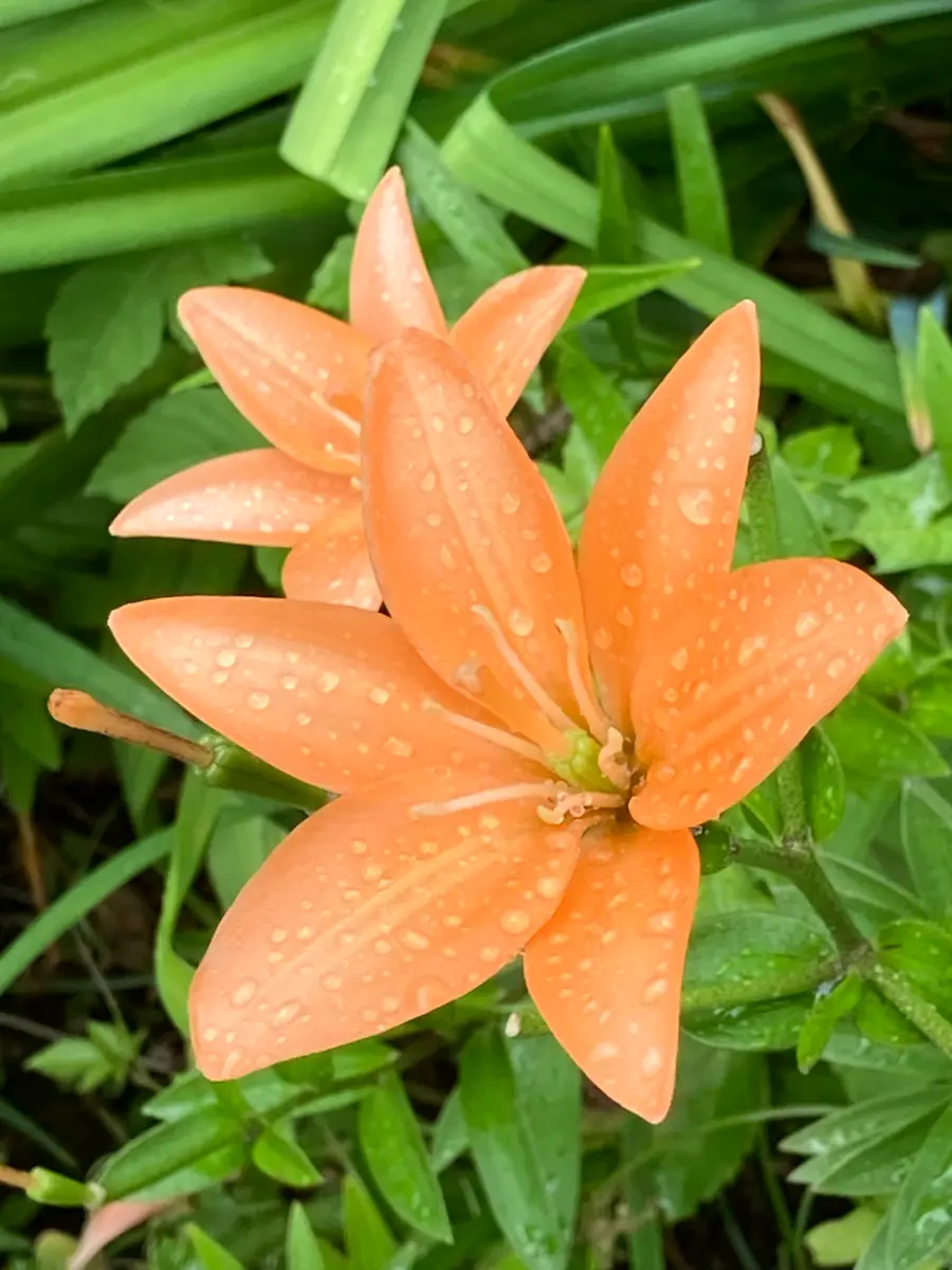 ユリ・オレンジココット「花菜ガーデン便りSeason2🎵」のアルバム