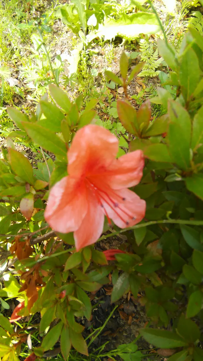 中型盆栽 緑色の葉 苔土山ツツジ株オレンジ花 中型盆栽 緑色の葉 苔土山ツツジ株オレンジ花