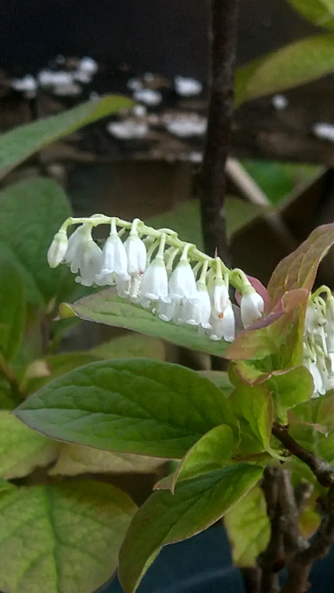 ナツハゼ アラゲナツハゼ 2本セット ナツハゼとは :: 佐藤夏はぜ農園