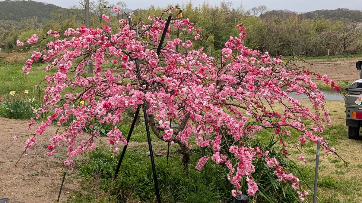 源平枝垂れ桃「庭の花木」のアルバム-みんなの趣味の園芸2636920