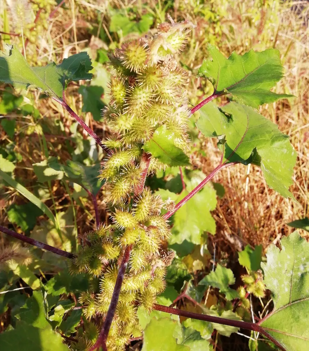 オナニー　害虫 