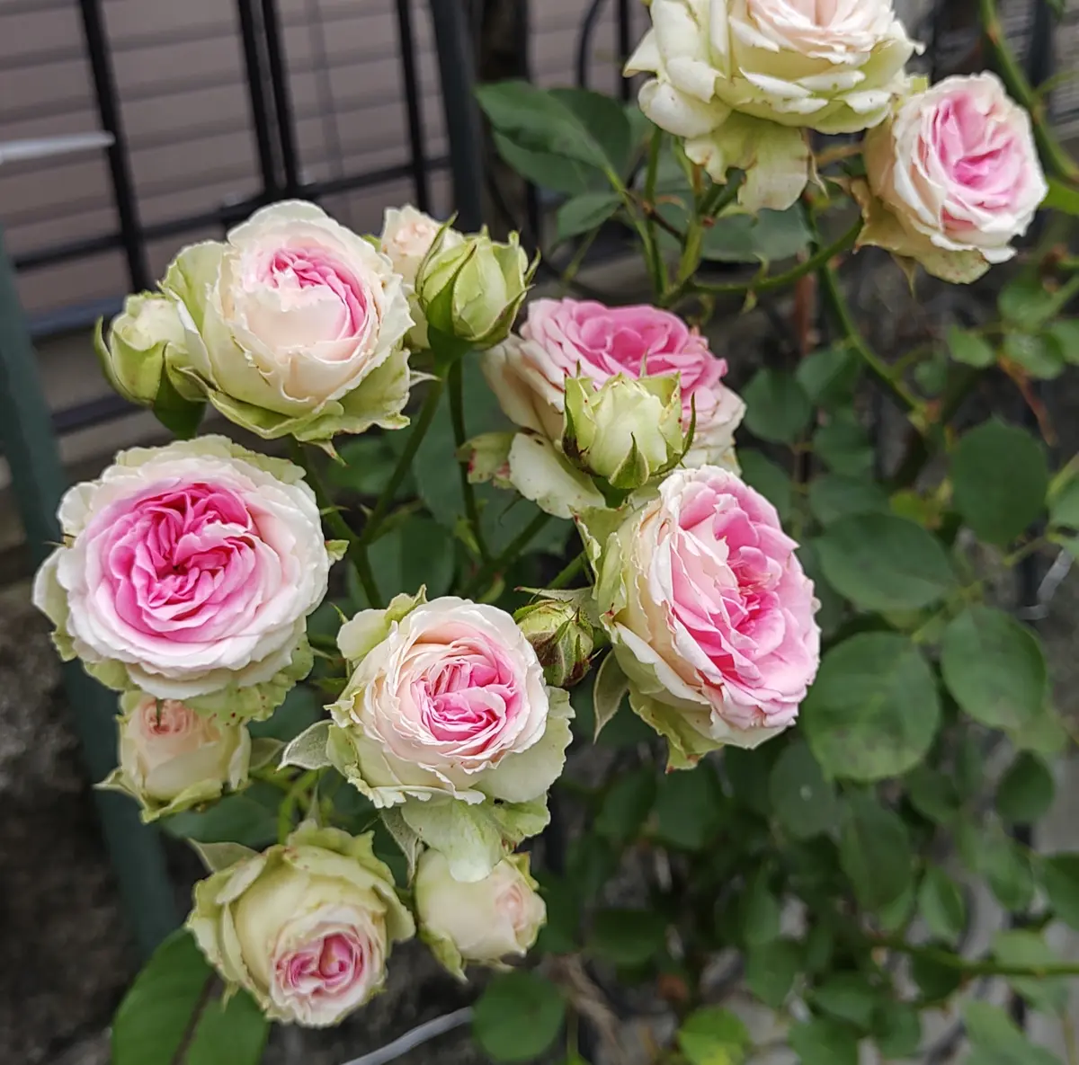 つるミミエデン バラ つるミミエデン 2022 庭の薔薇 のアルバム-1678110