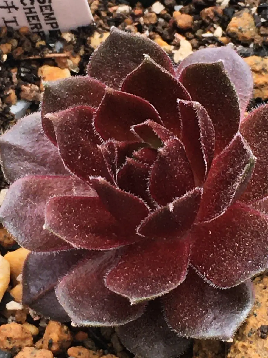 2021.03.30チェリーベリー（cherryber「センペル 追加 9種【38