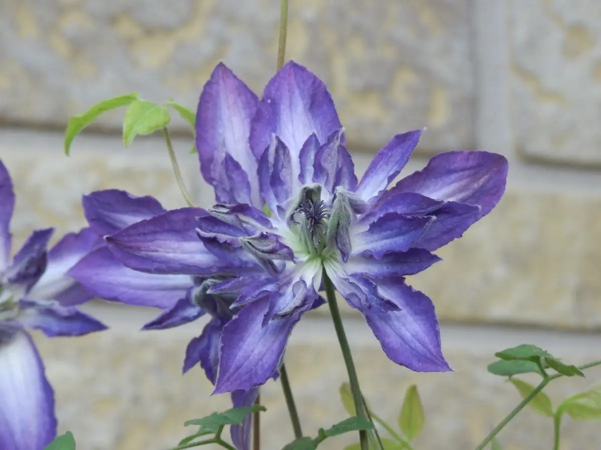 ✿希少クレマチス　アストラノヴァ大苗✿ ✿クレマチス アストラノヴァ大苗✿ クレマチスの苗｜タキイネット通販