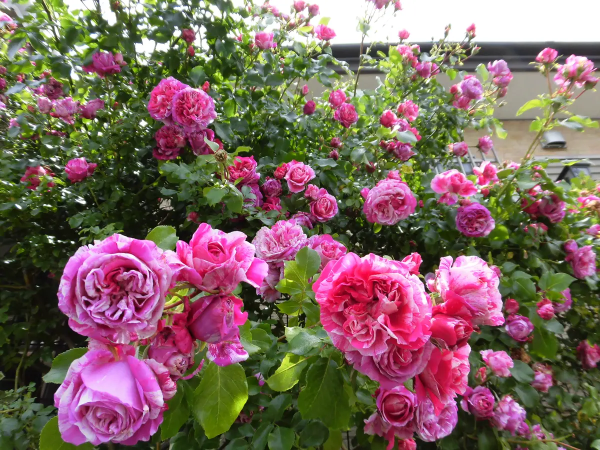要問合せ♥️ヨーロッパ空間♥️薔薇好き♪ローズ バラ