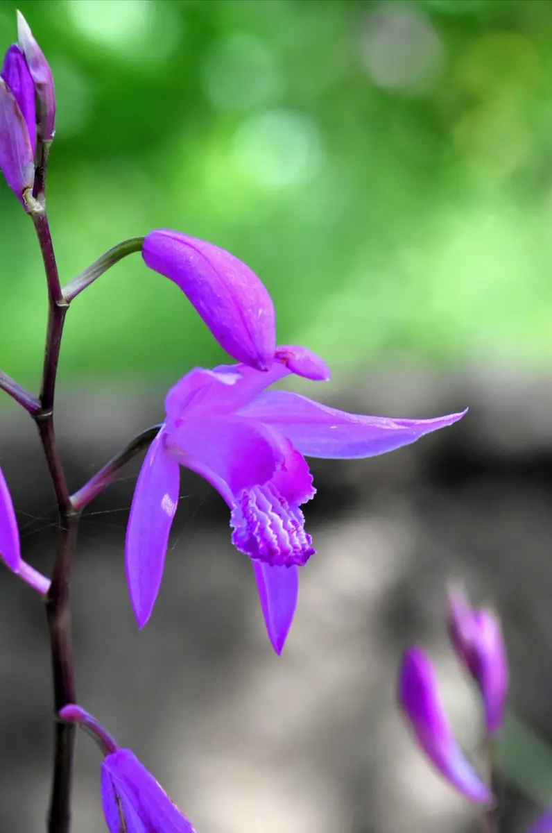 紫蘭ページ 紫蘭名前のとおり、ムラサキが綺麗な花「撮影2021.04～06」の