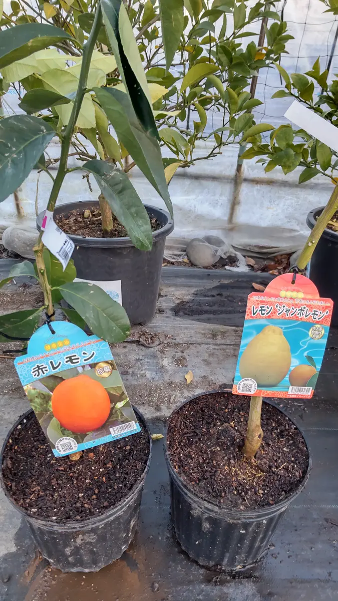 【爆売りセール開催中！】 露地栽培用としてレモン苗2本、ホーム「My家庭菜園」の 果物