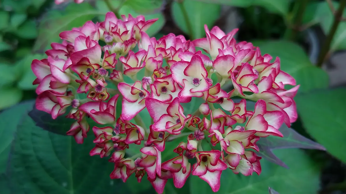 紫陽花 未来 ④