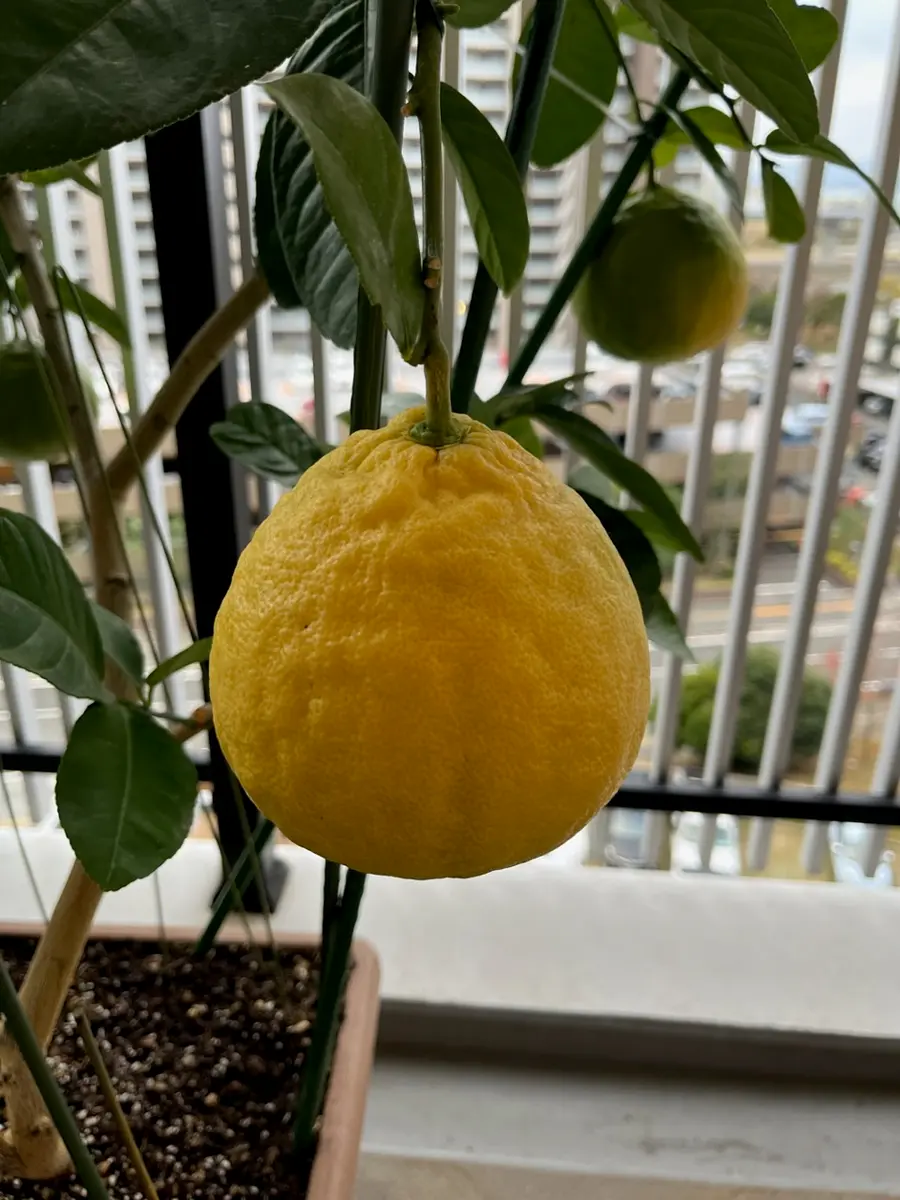 そろそろ収穫やね。どうやって食べよう...「ジャンボレモン 
