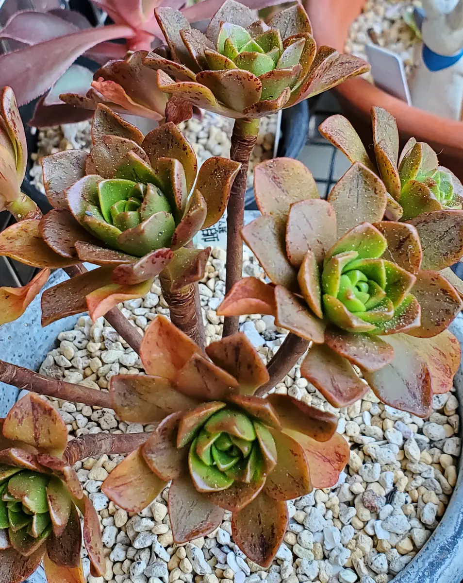 伊達法師「アエオニウム」のアルバム-みんなの趣味の園芸1333367 