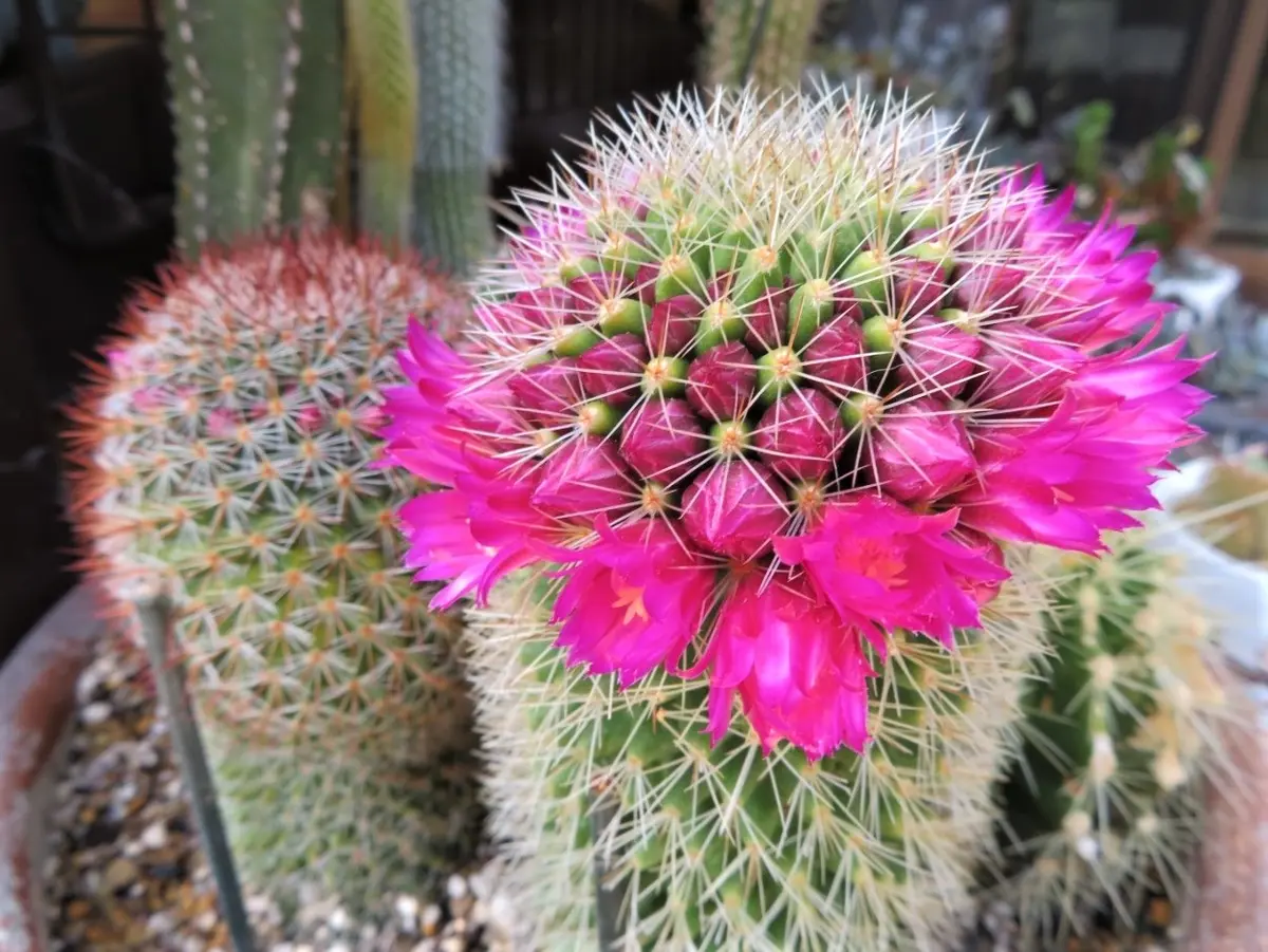 🌻すっかり頭を囲んだマミラリアマツダ「🌵No.1我家のサボテンたち
