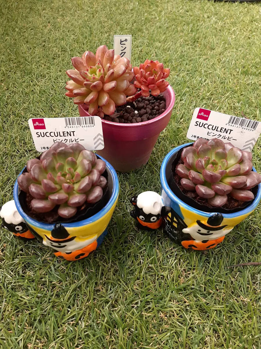 ピンクルビー なななんと！100円ショ「多肉植物など」のアルバム