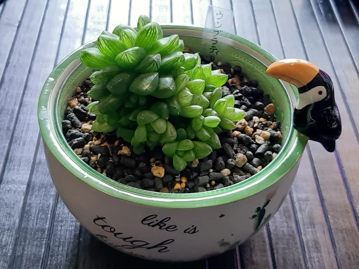 某メーカー ハオルチア ウンブラティコラ 抜き苗 多肉植物 （PLANCHU その他
