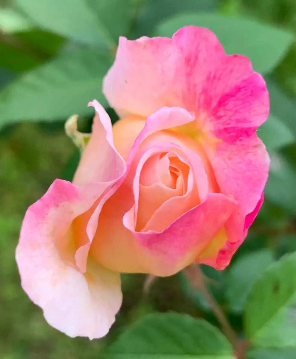 グルス・アン・アーヘン「令和3年の薔薇 No.1」のアルバム-みんなの