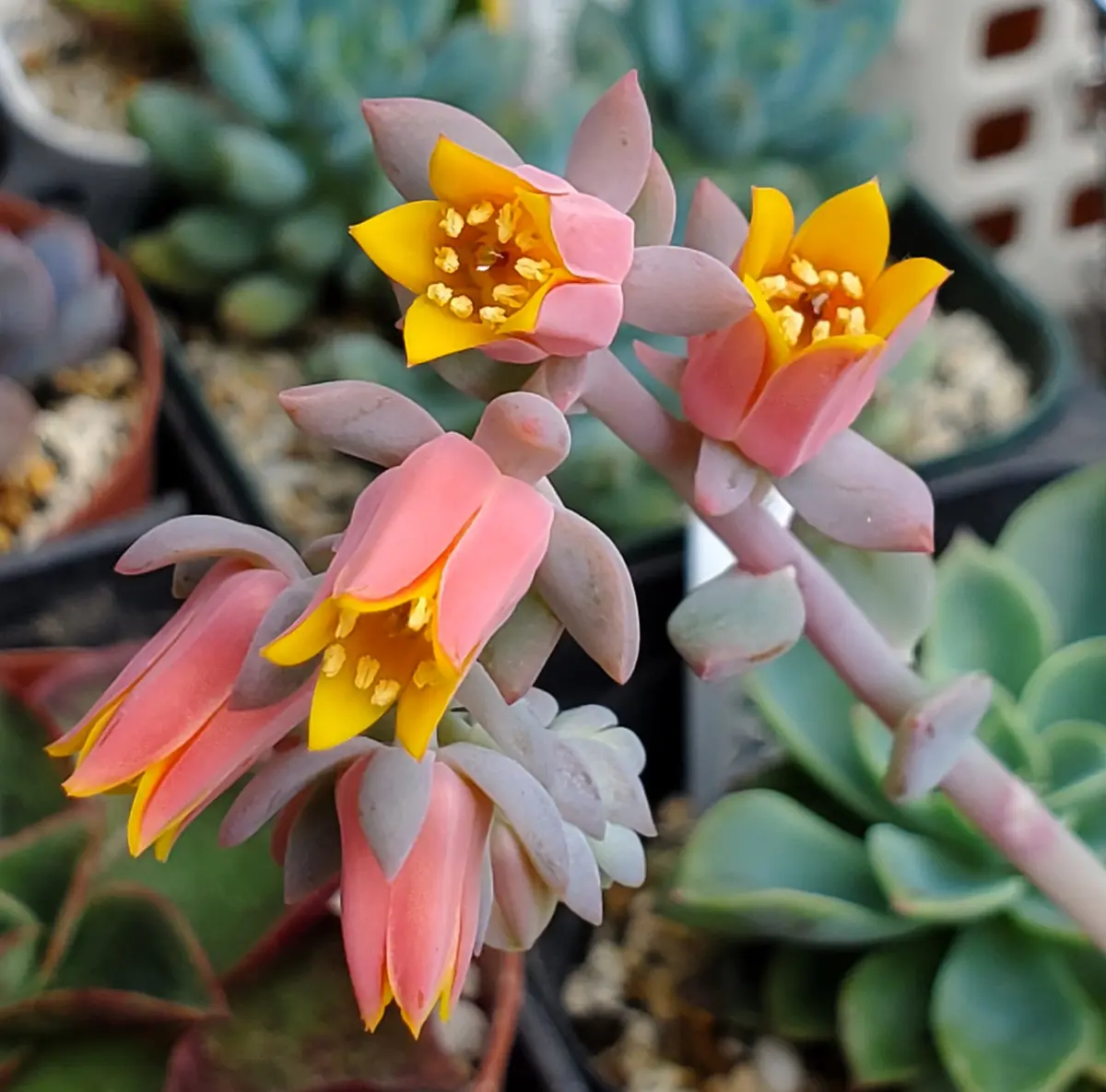 多肉植物　モンブラン 多肉植物 モンブラン モンブラン – 多肉植物の通販・販売サイト tawawa