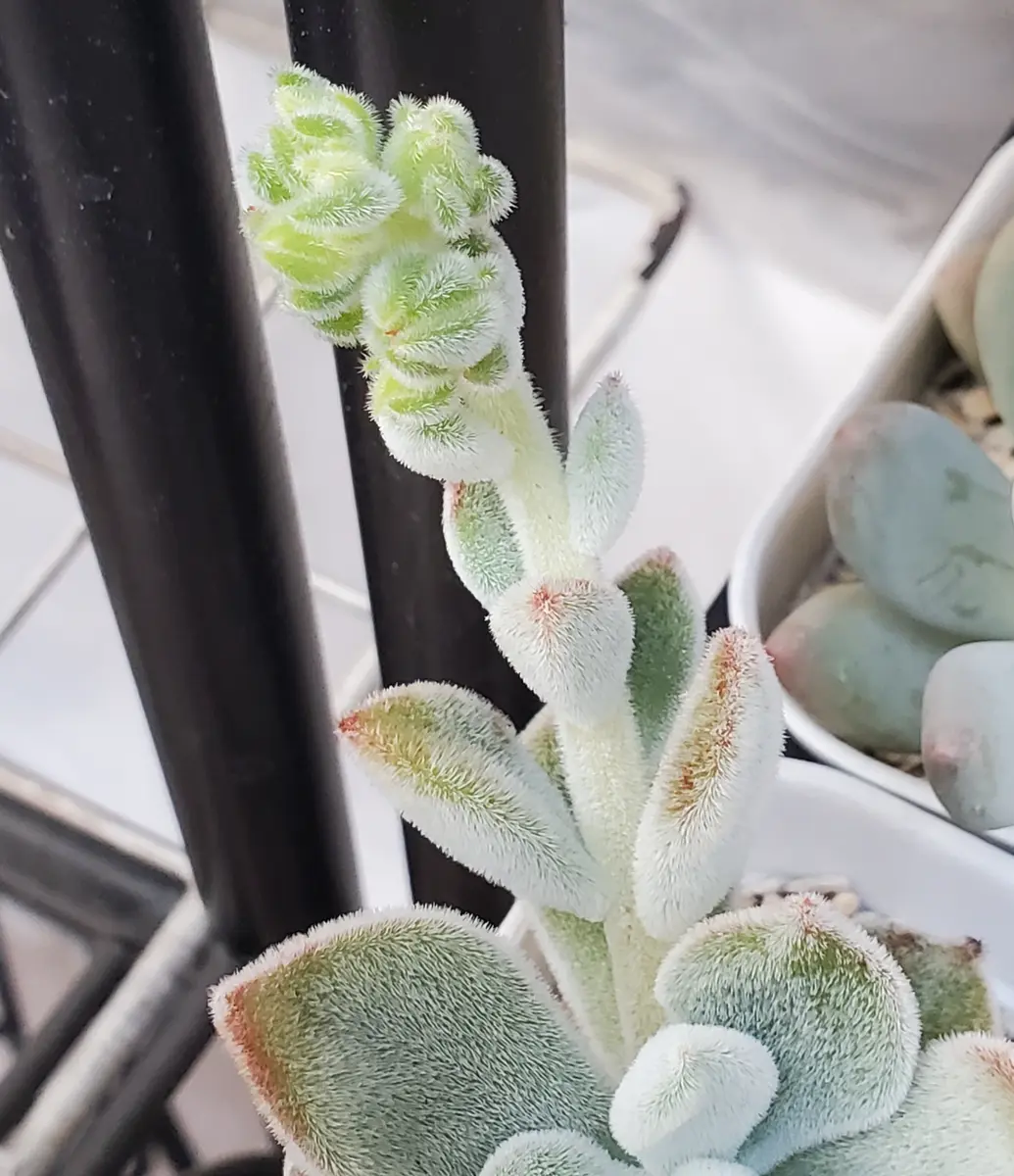 フロスティも蕾が🤗 頑張れ✊「多肉の花」のアルバム-みんなの趣味の