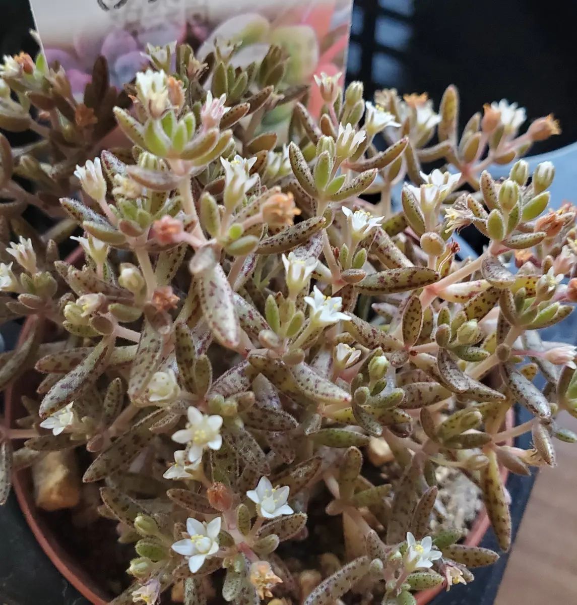 フンベルティ 地味ですが、可愛い花が「多肉の花」のアルバム