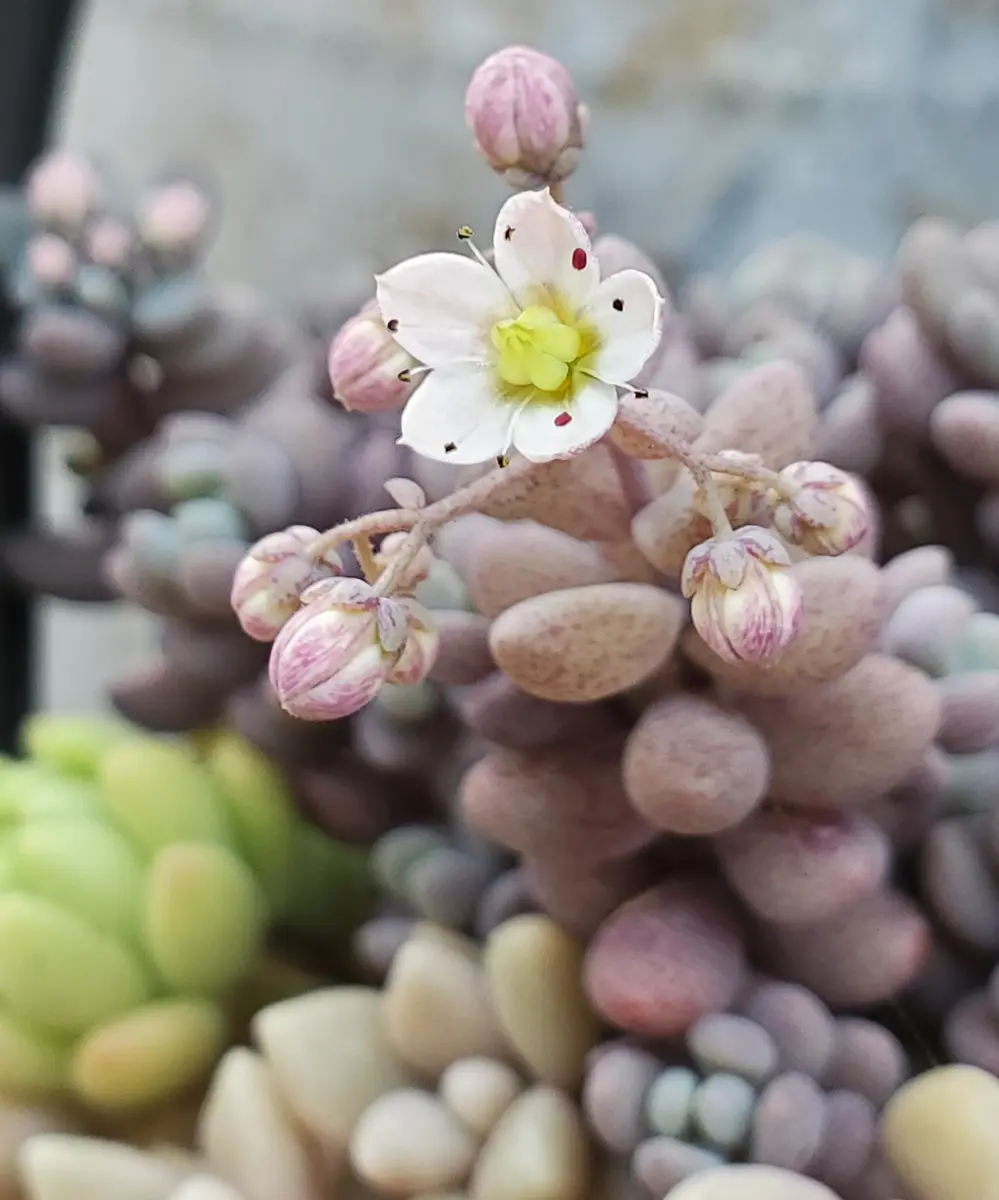 パープルヘイズ😊「多肉の花」のアルバム-みんなの趣味の園芸1421926