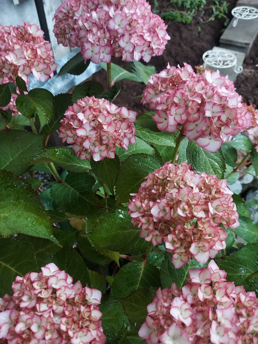紫陽花 苗　エダム　もうすぐ開花　蕾付特大株 wusytaesg8-640x360.jpg
