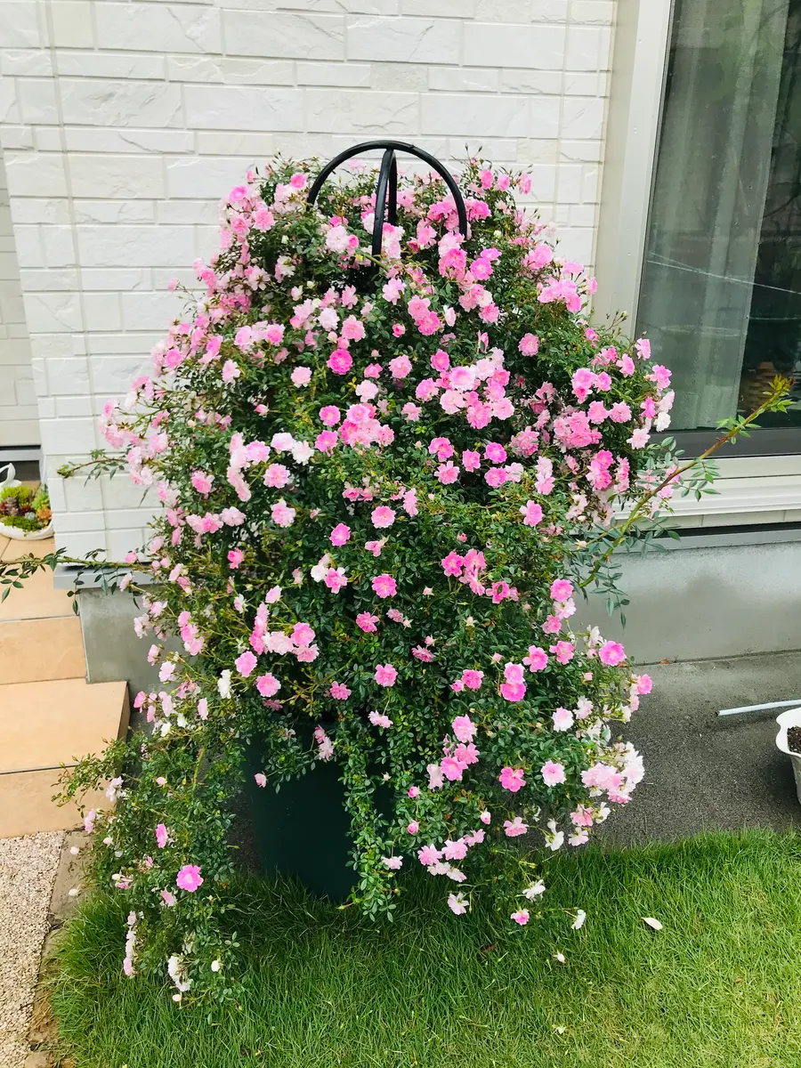 バラ 夢 乙女