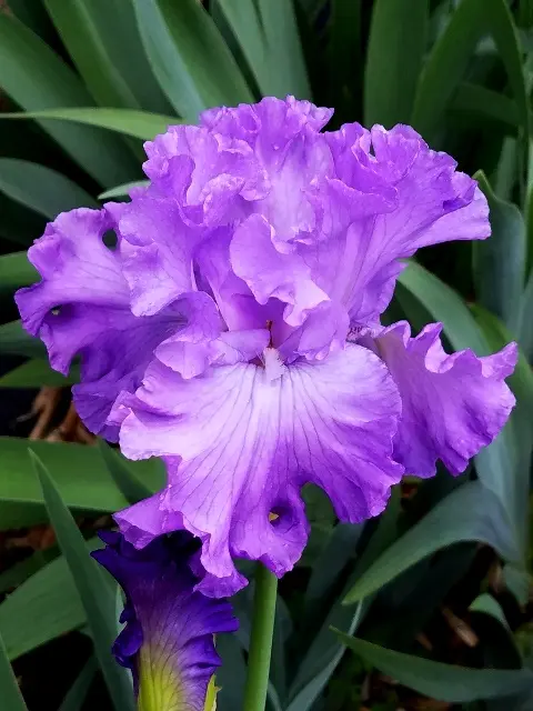 img_cache_a_44659_5_1620393952