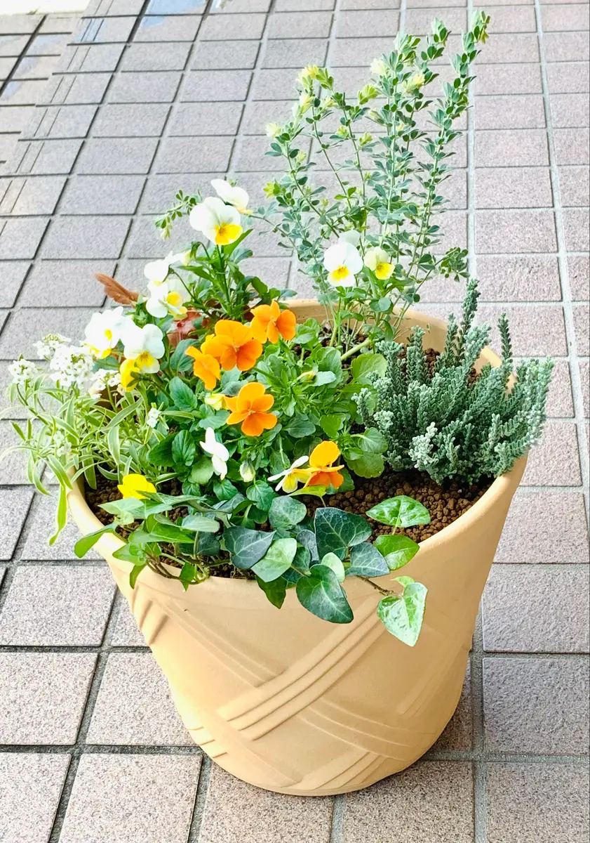 ◇◇専用FR1♥ スイーツMIXビオラ 人気の縁結ビオラ いろんな