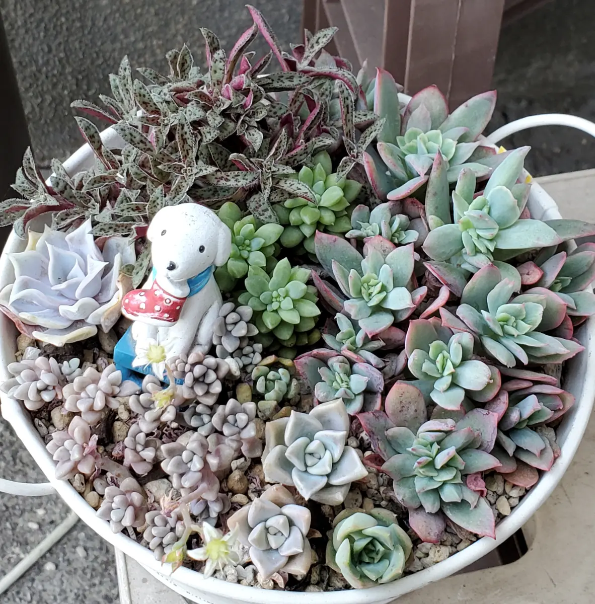 ルベラ、クーペリー、姫秀麗などルベラ「寄せ植え」のアルバム