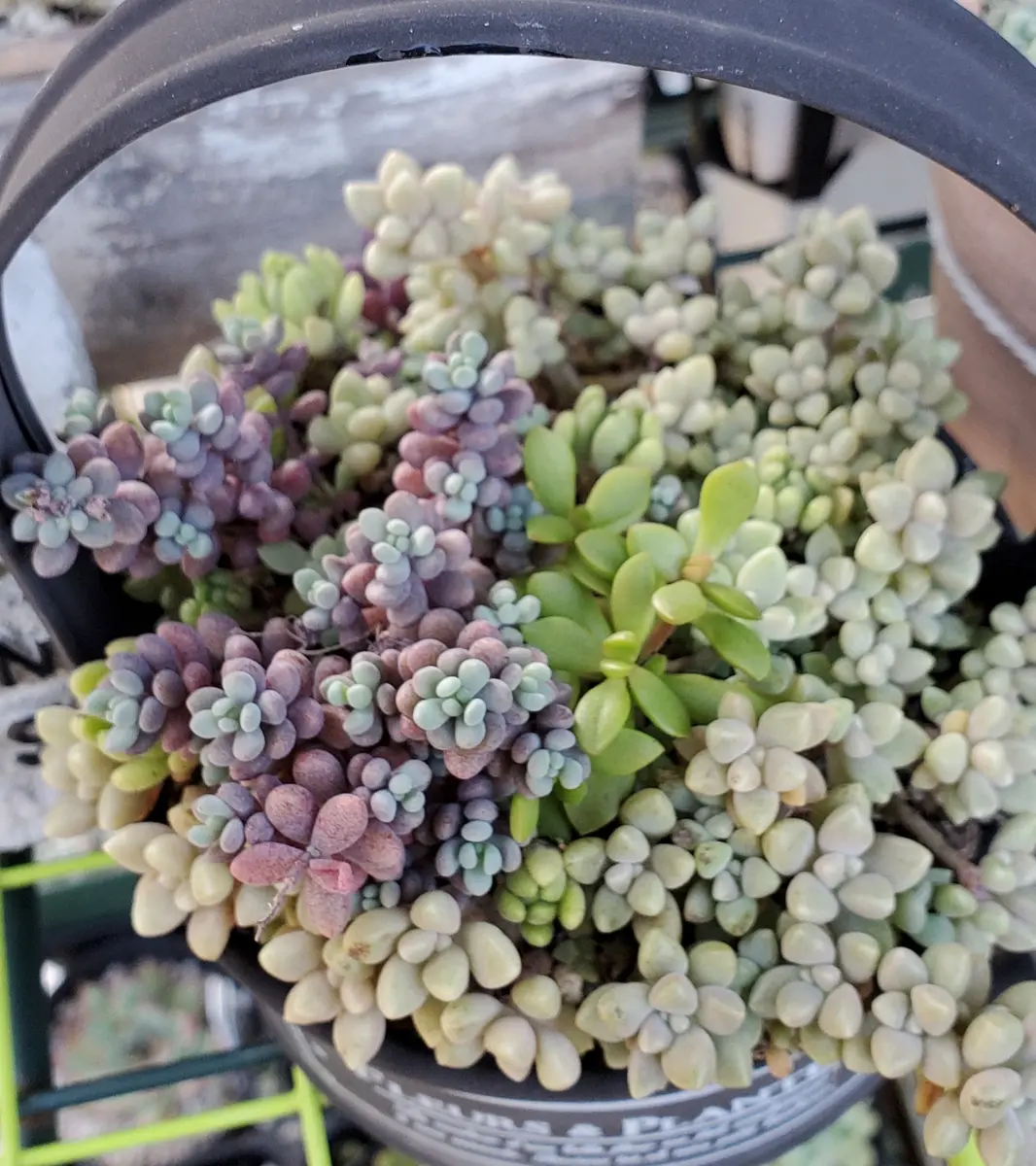 小さな寄せ植え♪姫秀麗 パープルヘイズ、姫秀麗、紅稚児プリプ「寄せ植え」のアルバム