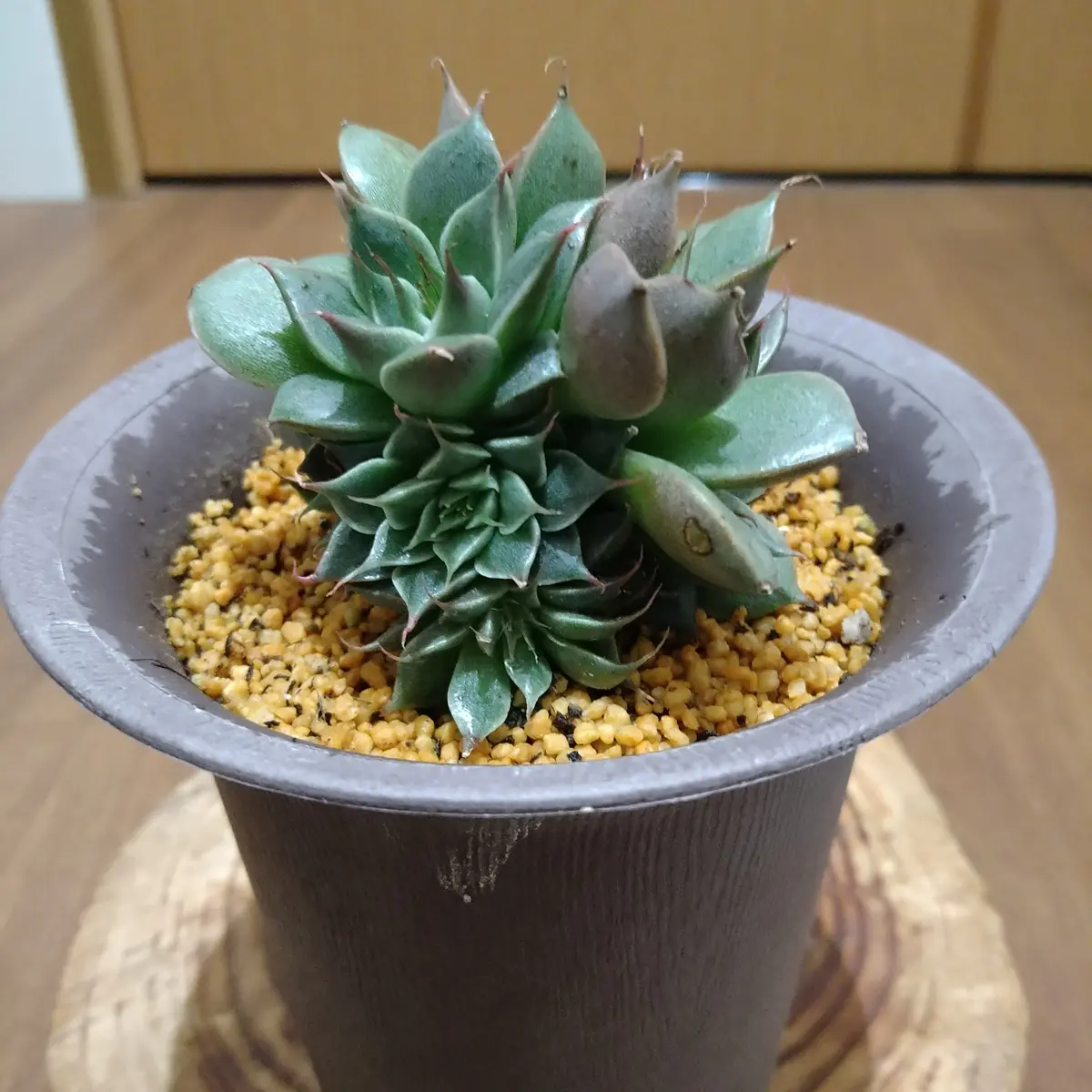 シルバースター グラプトベリア属「多肉植物の色々」のアルバム