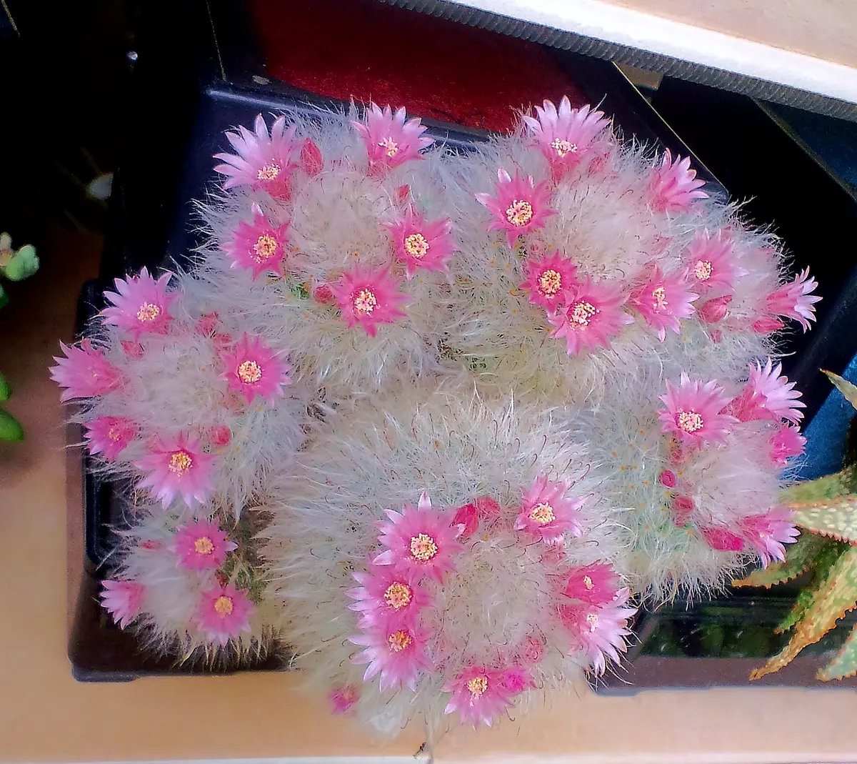 貴重実生品種‼️花サボテン 良香8年株 貴重実生品種‼️花サボテン 良香8年株 貴重実生品種‼️花サボテン 良香