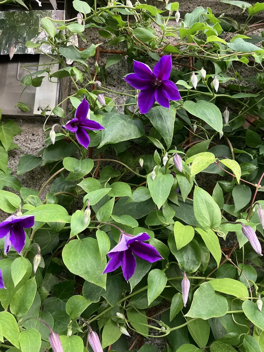 セム ジャックマニー系新枝咲き「クレマチス」のアルバム-みんなの趣味