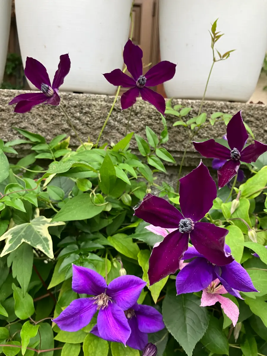 ビクターヒューゴ❓枝が絡まって、花が「クレマチス」のアルバム