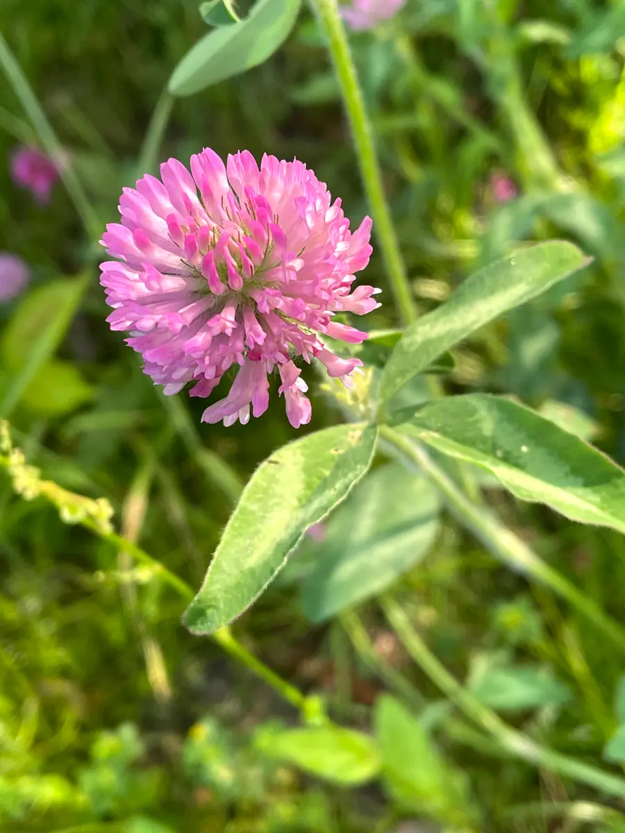 ピンククローバー、ムラサキツメクサ「道端に咲く花」のアルバム