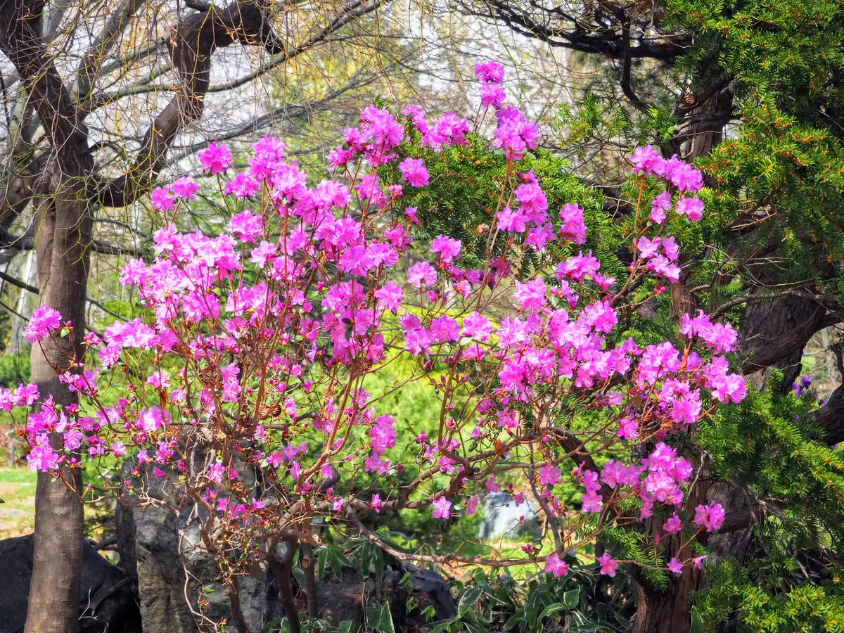 紫ツツジ。春一番に咲くツツジの花。「春🌸を探しに。」のアルバム