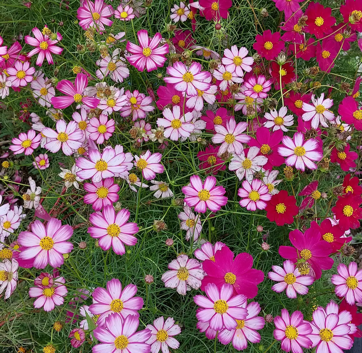 コスモス🌸秋桜🌸畑に満開🎵「植物🌱」のアルバム-みんなの趣味