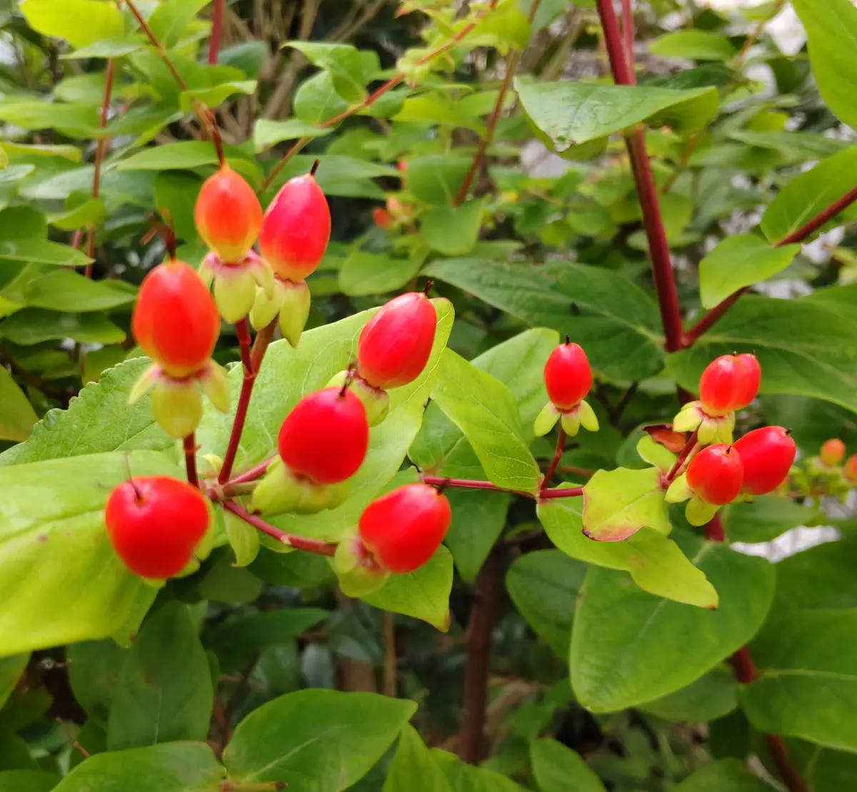 ヒペリカムの赤い実「てんこの花つくり🌿藤沢の庭💠2021初夏」の