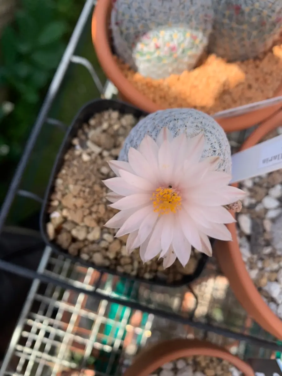 白鷺の花です「サボテン日和」のアルバム-みんなの趣味の園芸1627989 白鷺の花です「サボテン日和」のアルバム-みんなの趣味の園芸1627989